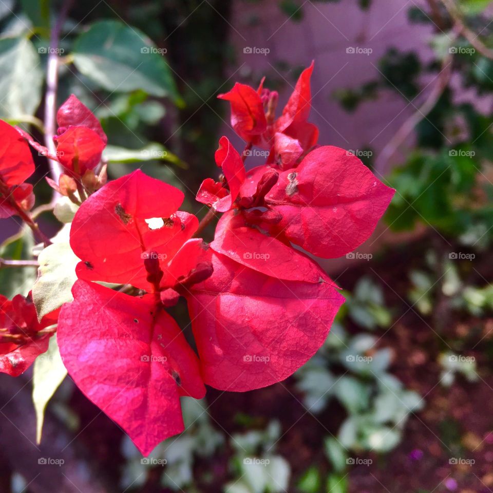 ‪🌺Fim de #cooper!‬
‪Suado, cansado e feliz, alongando e curtindo a beleza das #flores - hoje, com #primaveras vermelhas.‬
‪🏁‬
‪#corrida #treino #flor #flowers #pétalas #jardim #jardinagem #garden #flora #run #running #esporte #alongamento ‬