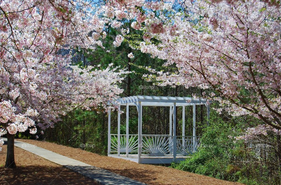 Cherry Trees and a Gazebo