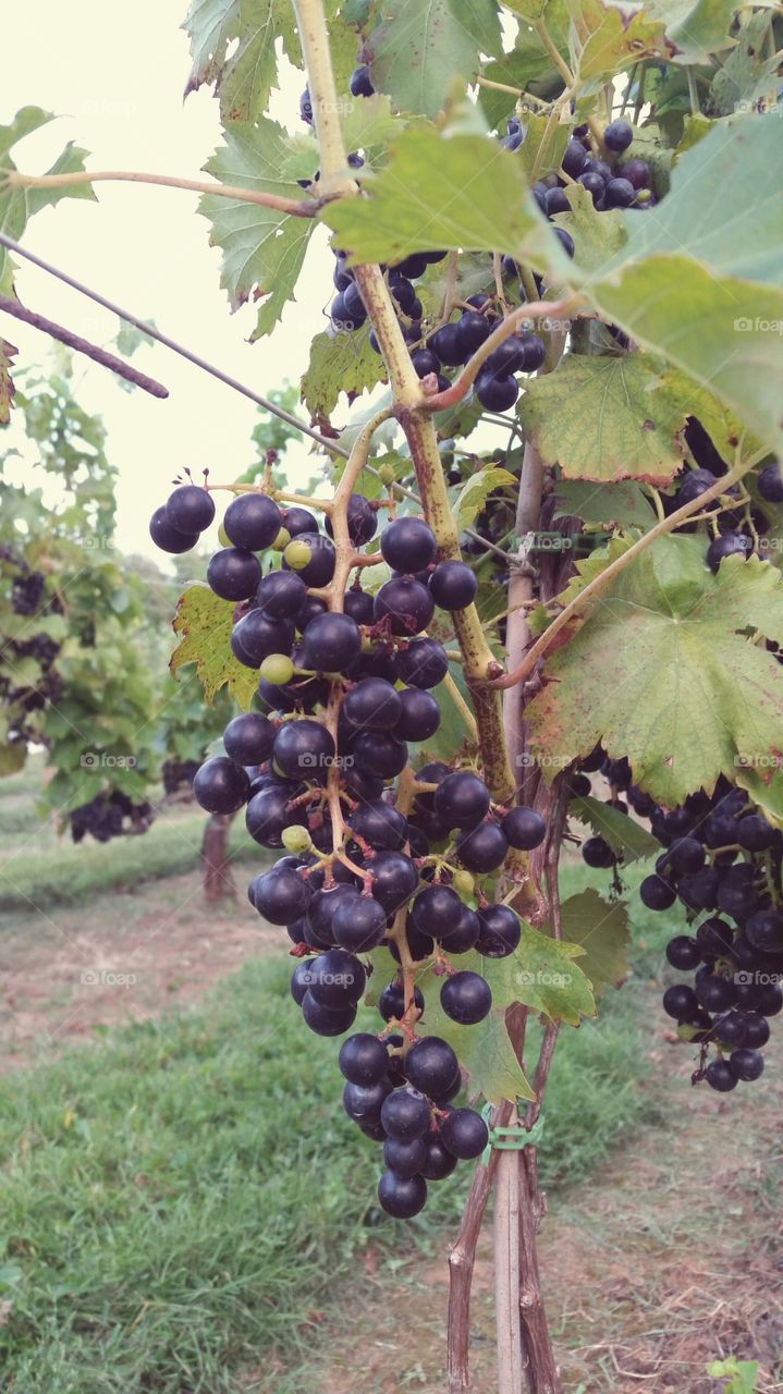 Grapes