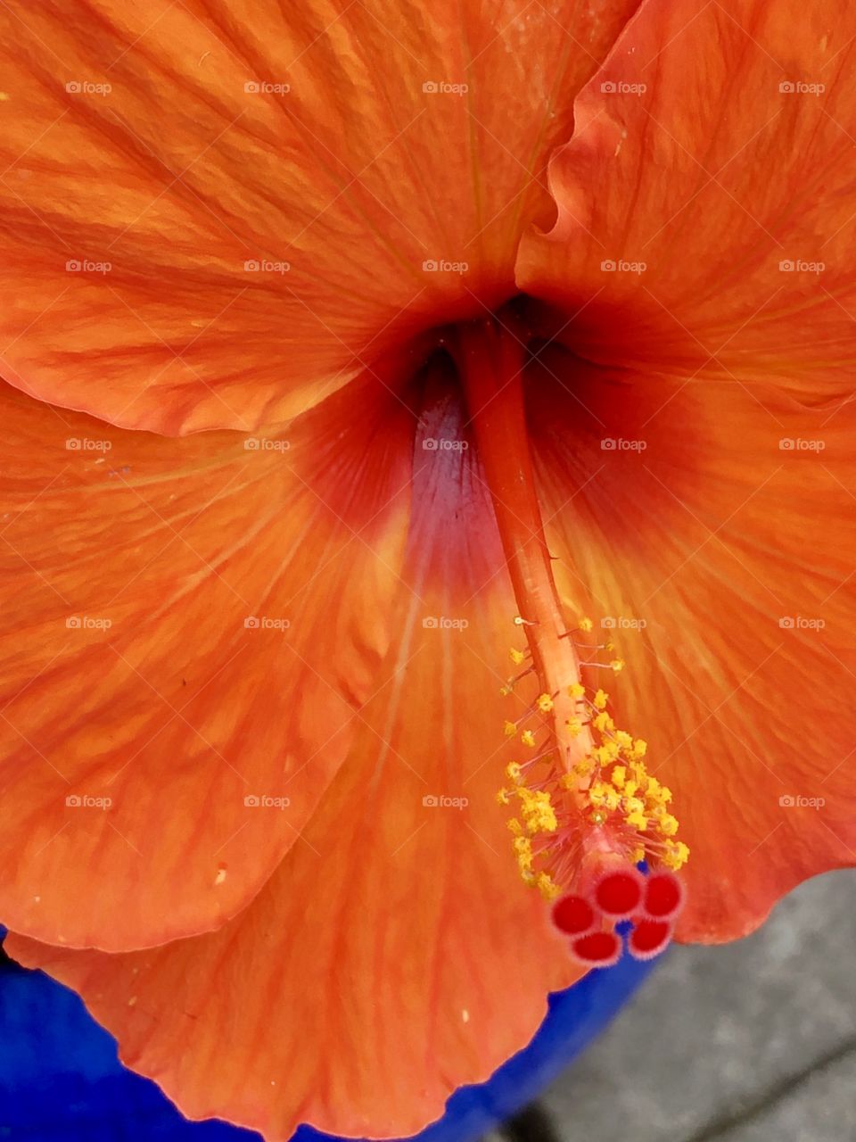 Orange Hibiscus Macro