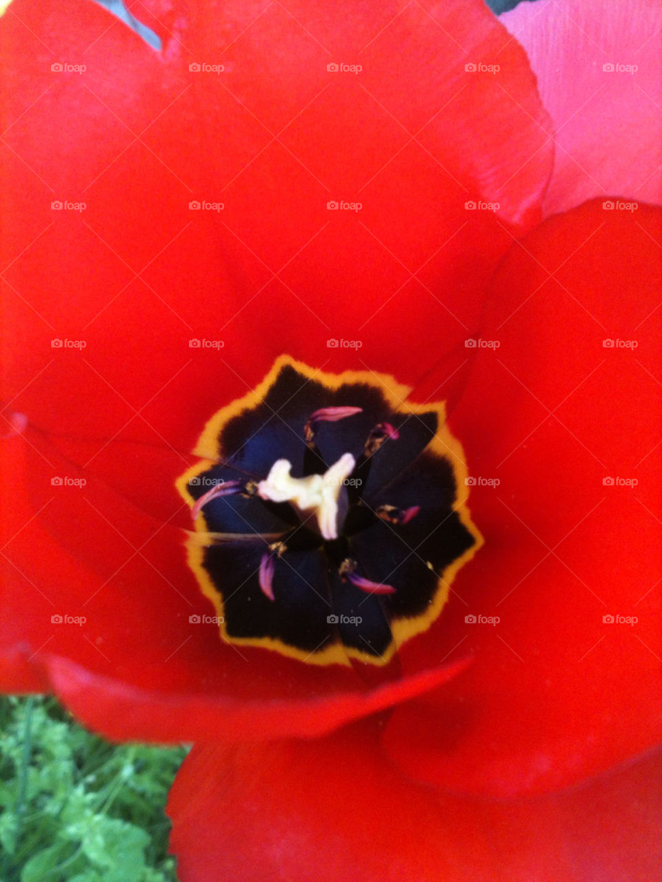 Close up of red tulip