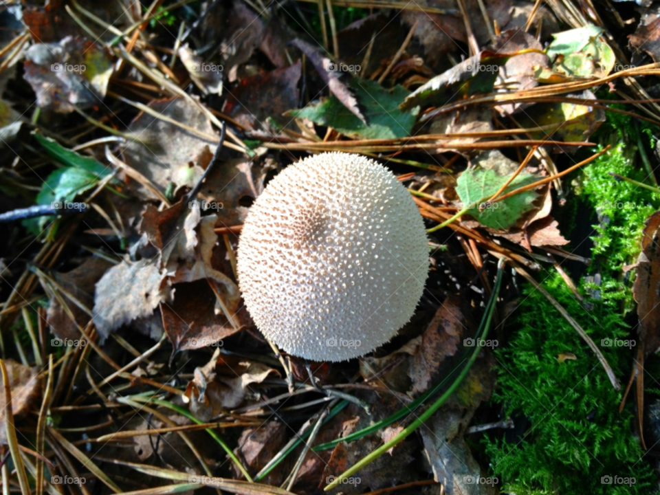 cannock chase. uk leaves woodland fungus by all_things_art