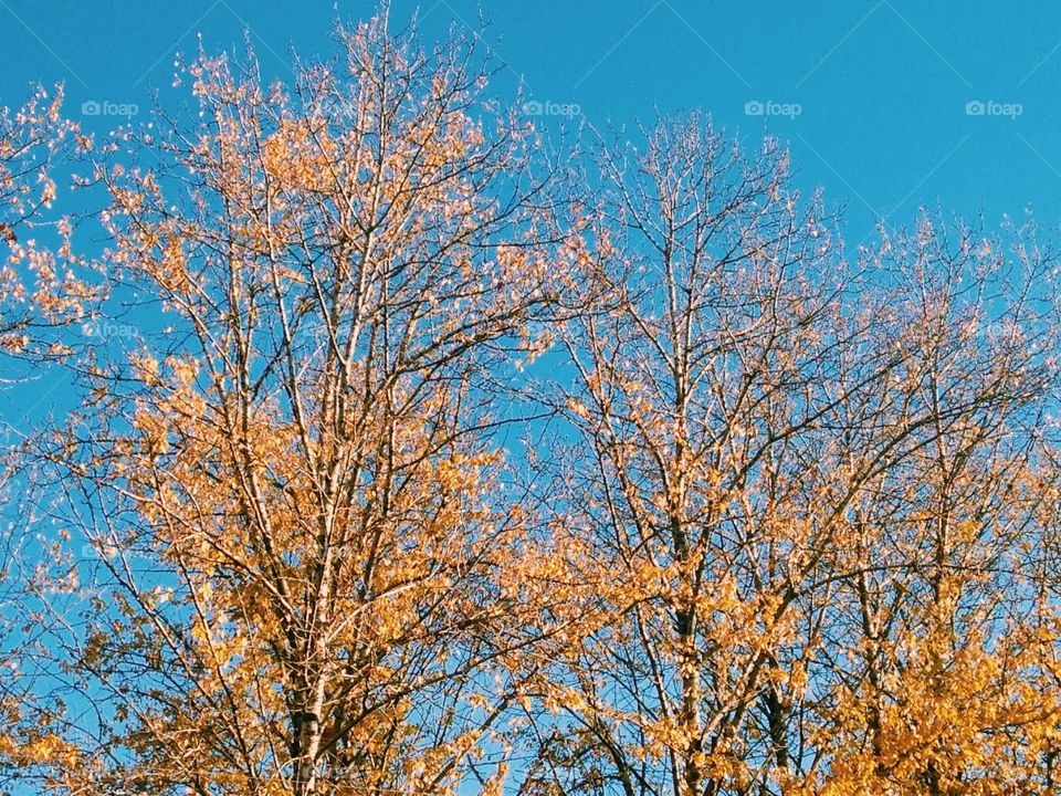 Autumn trees 