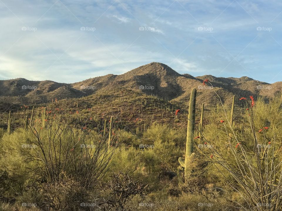 Nature - Desert Landscape 