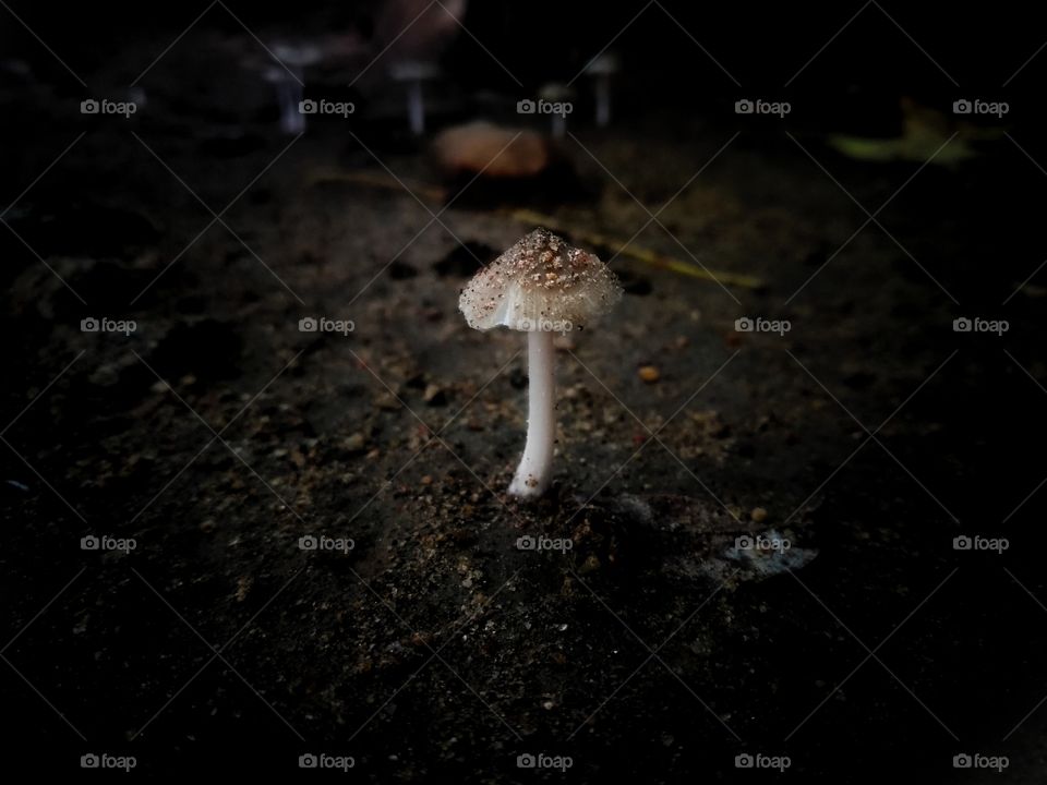 mushroom after the rainy