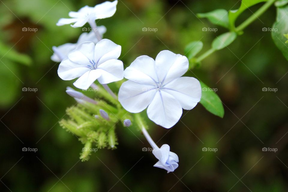 White Flowers