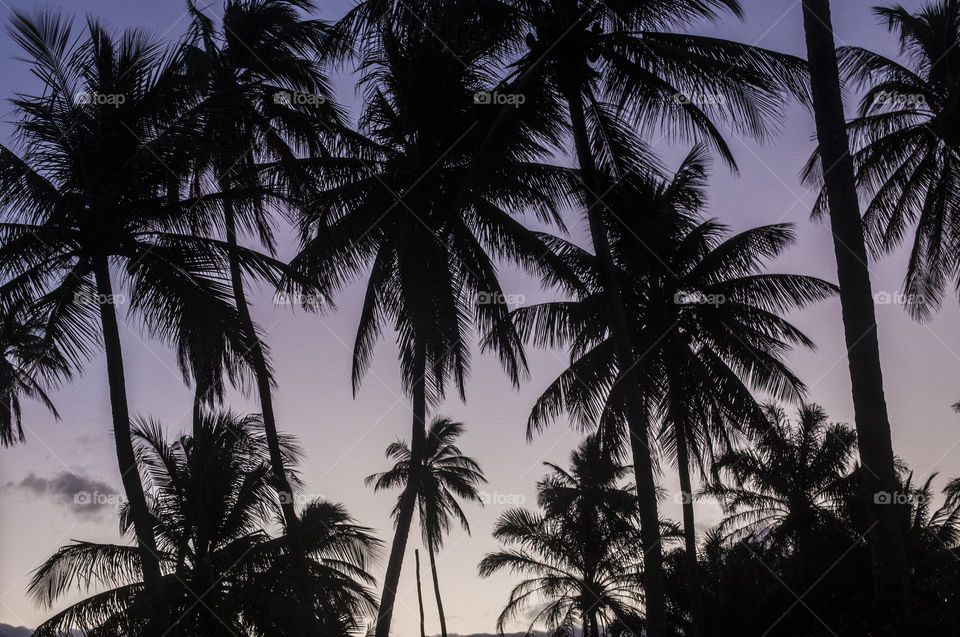 Palm trees in Bahia 