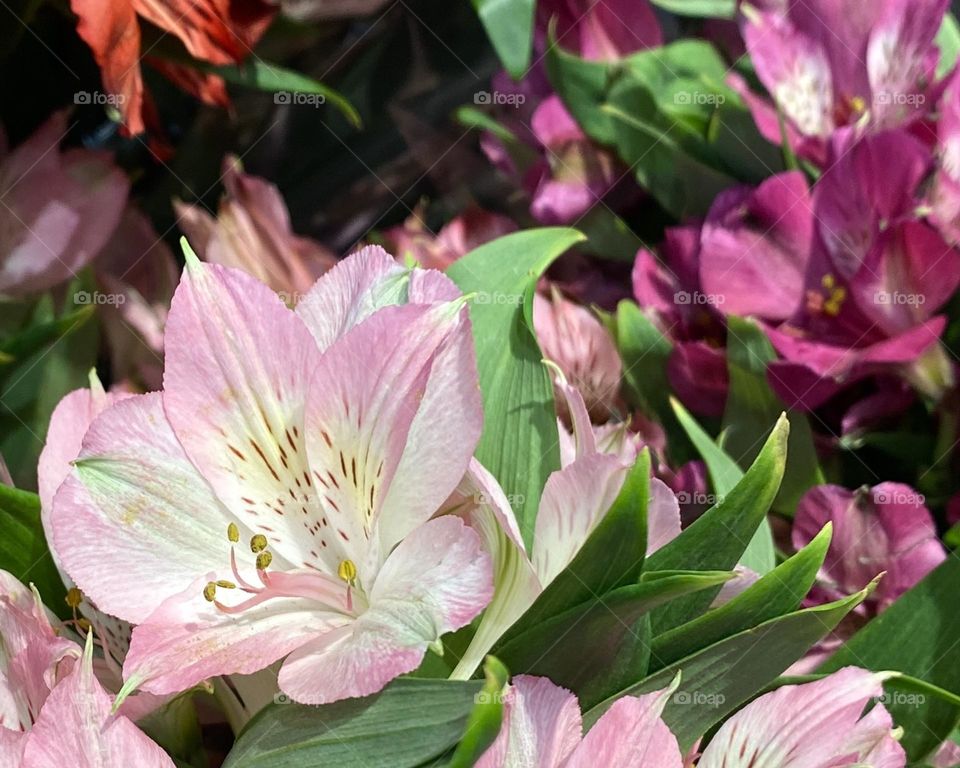 Brilliant Pink Lily