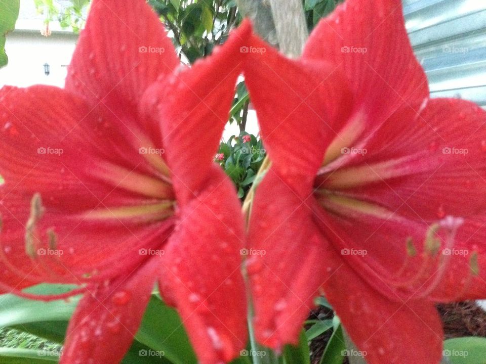 Double red Lilly