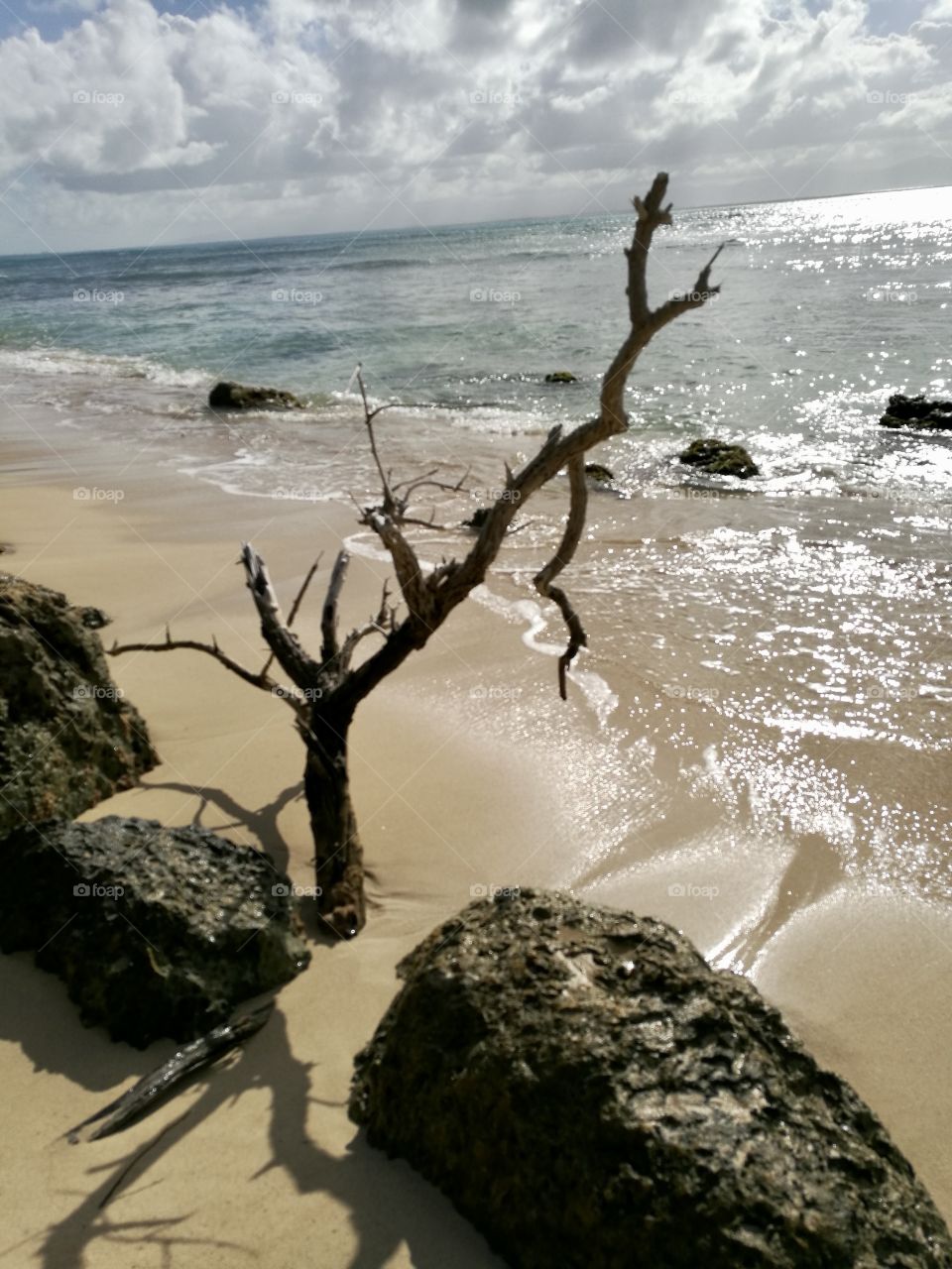 Beautiful landscape of a Caribbean beach with natural elements