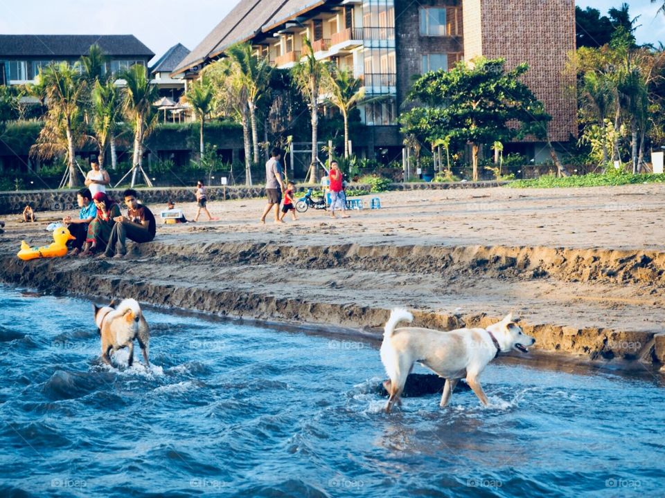Dogs on the beach