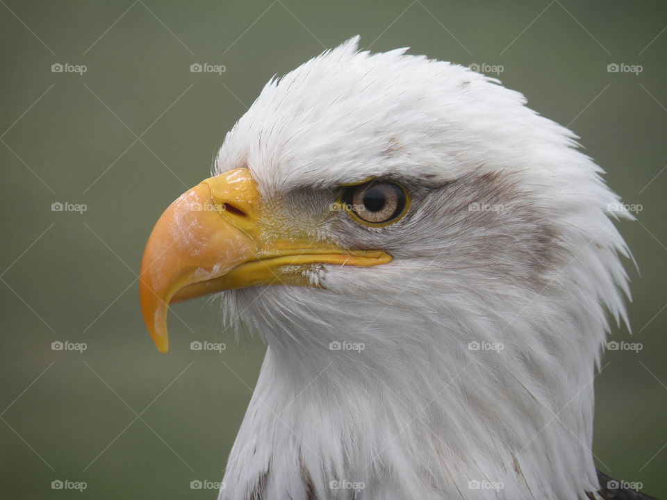Beautiful closeup of a bald eagle 
