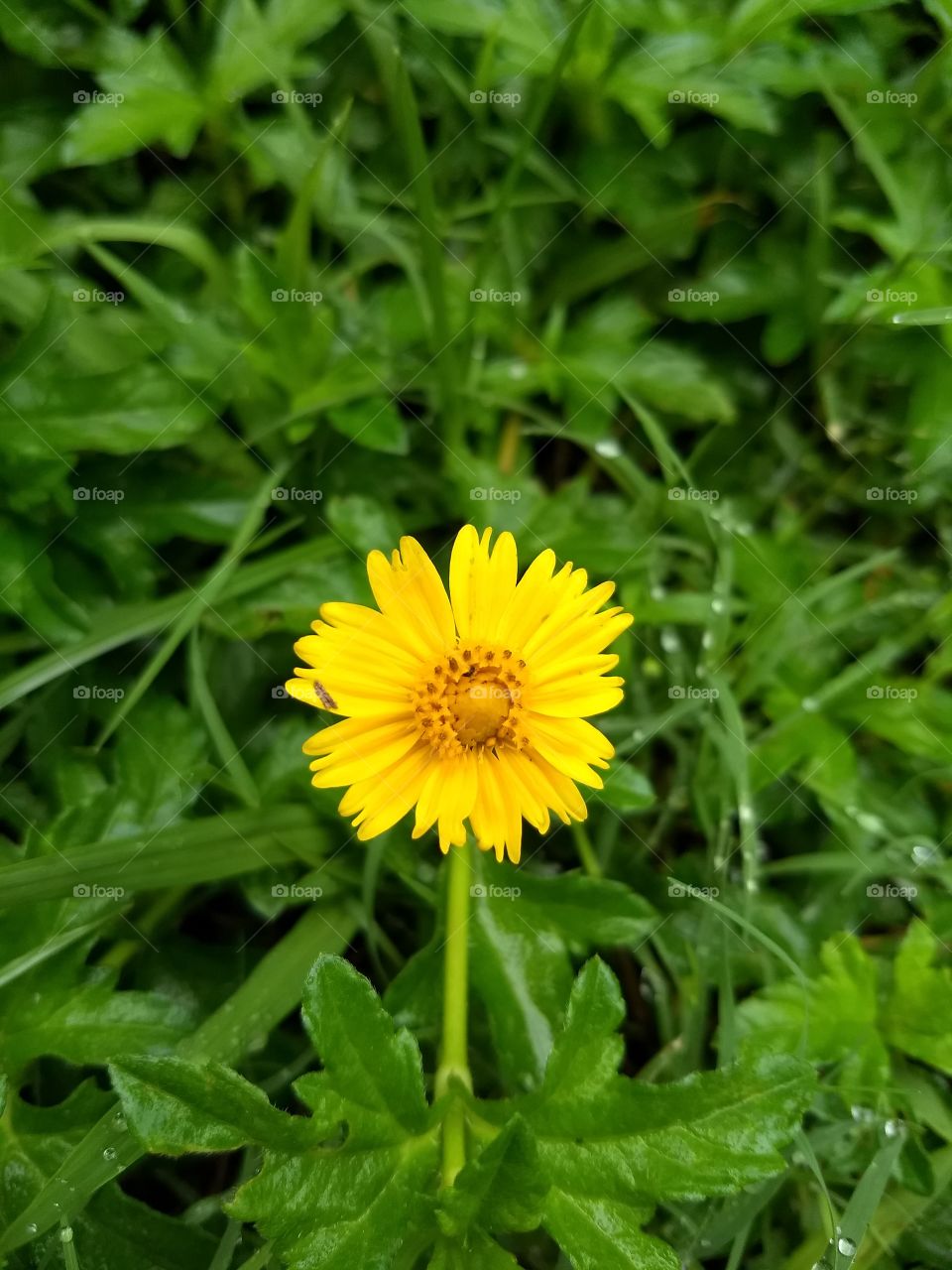 yellow flower