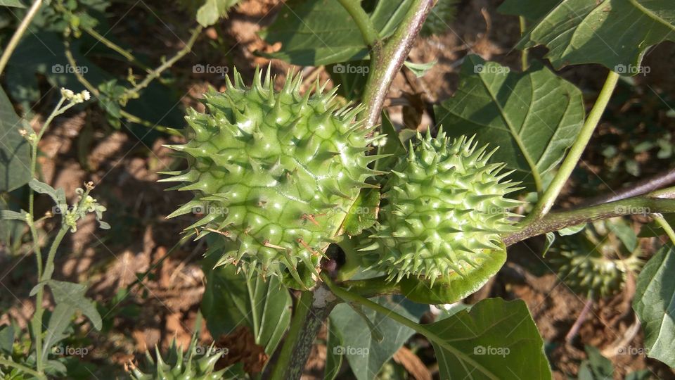 Green fruits with sharp needles