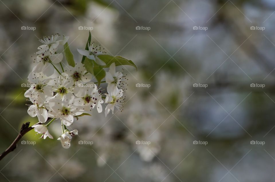 spring bloom