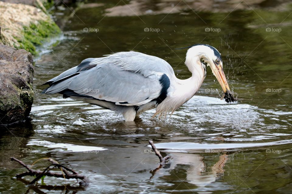 Gray heron eating fish