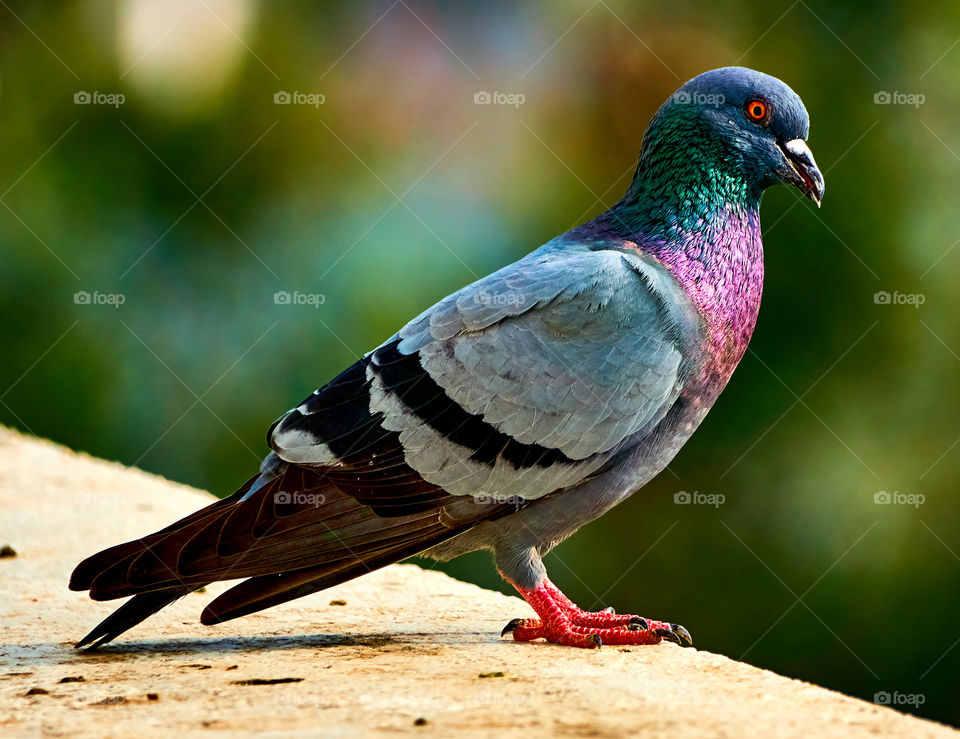 Bird photography - Dove - bright colours