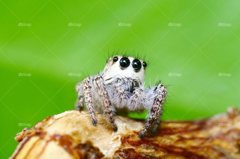 Macro shot of a jumping spider.