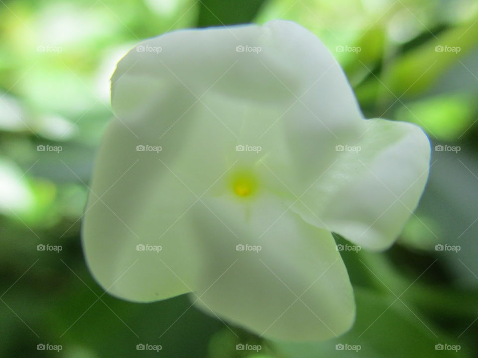 white flower