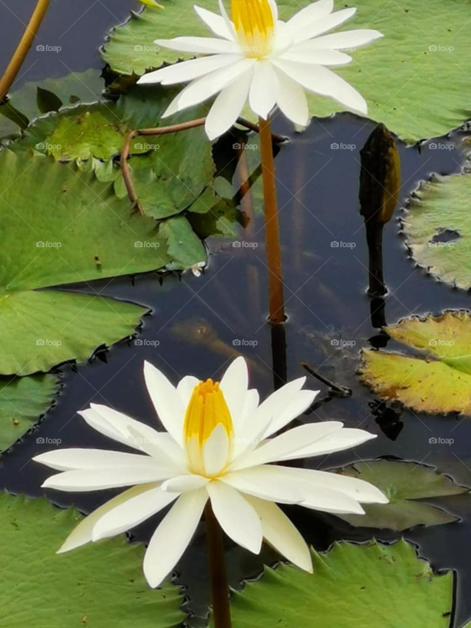 lotus
