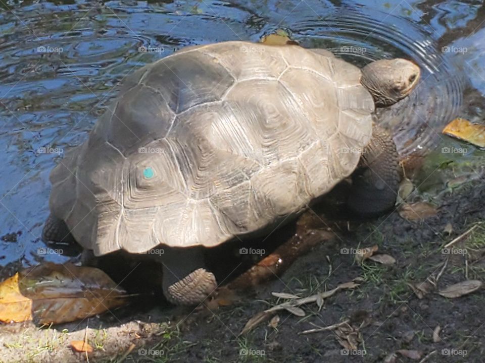 Tortoise from Disney's Animal Kingdom