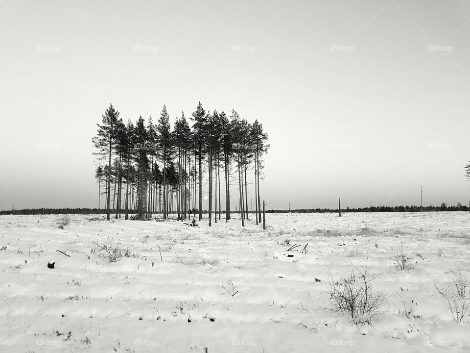 Winter landscape