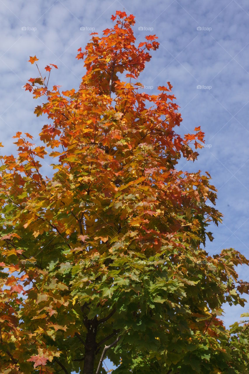 Érable en automne. Érable transformé en palette multicolore par la baguette magique de l'automne