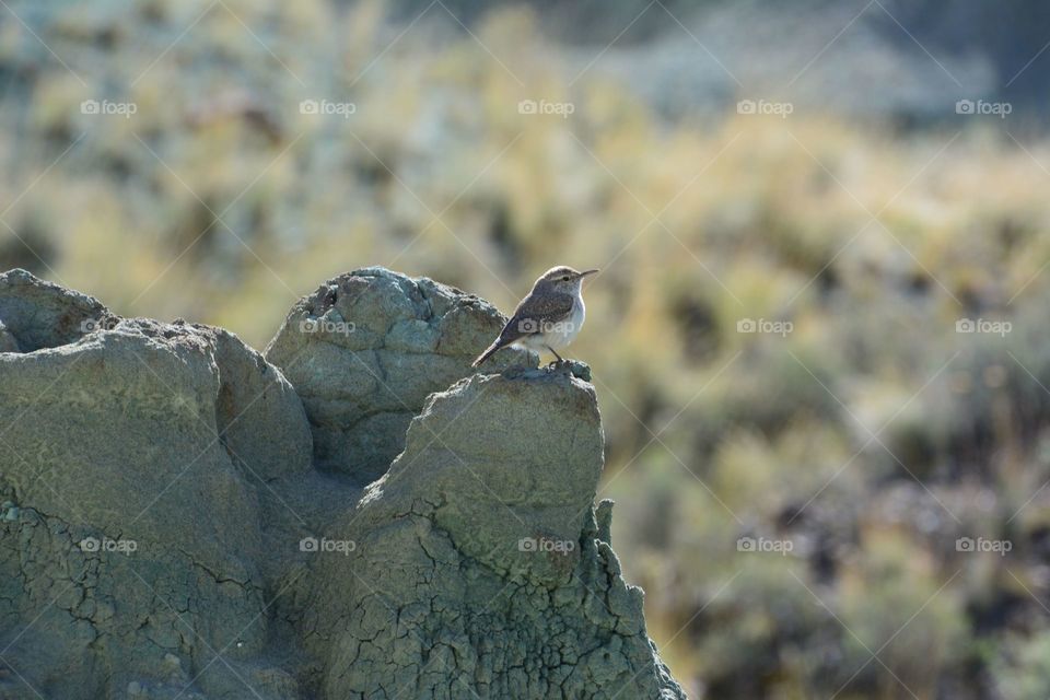 Solo bird in Arches