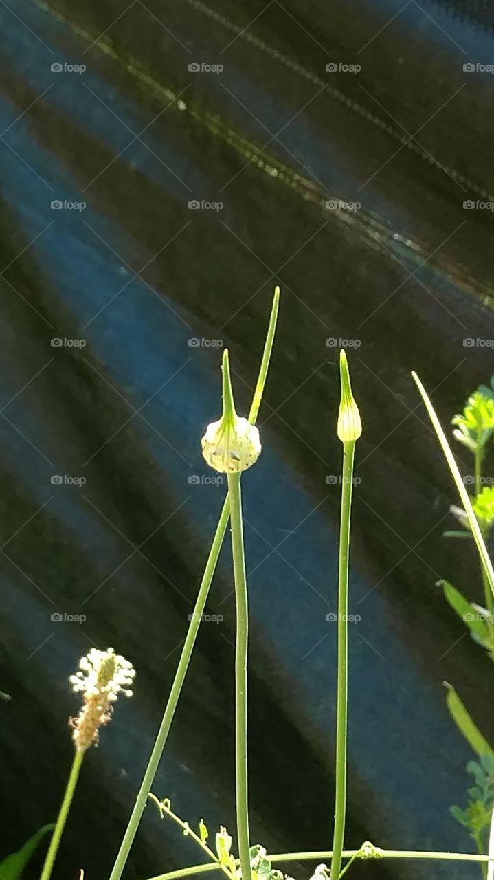 No Person, Nature, Flora, Leaf, Flower