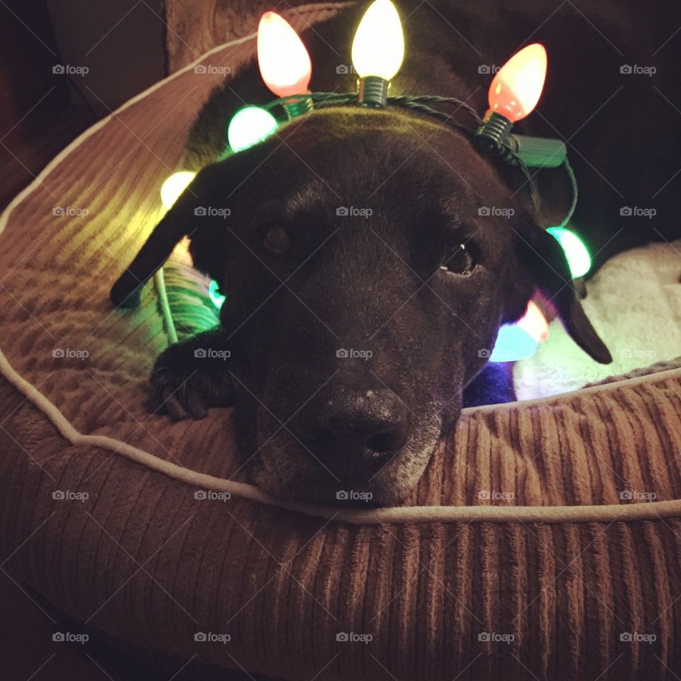 Dog's Christmas