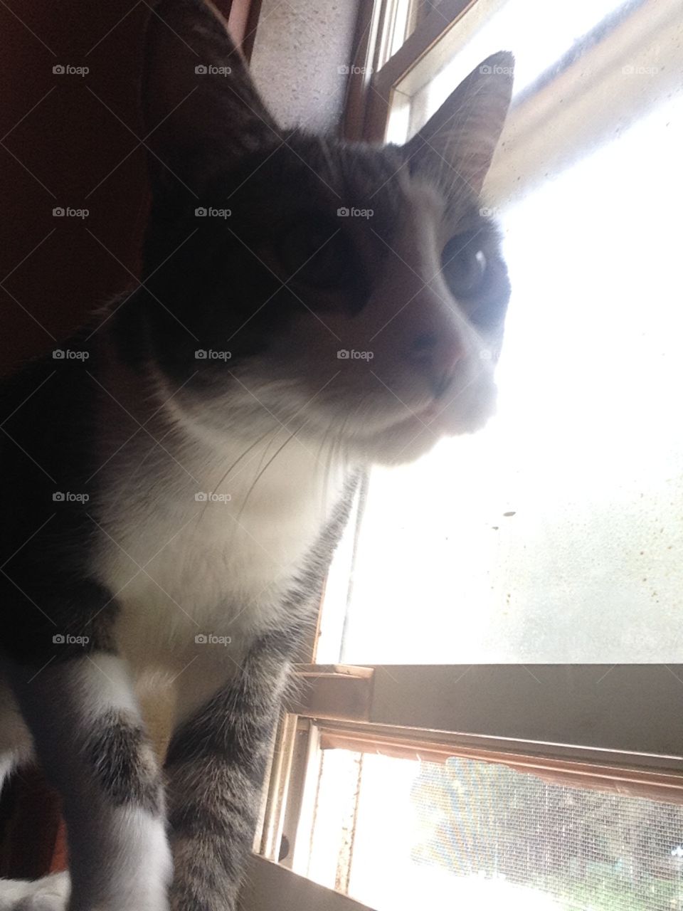 Cat in the window sil