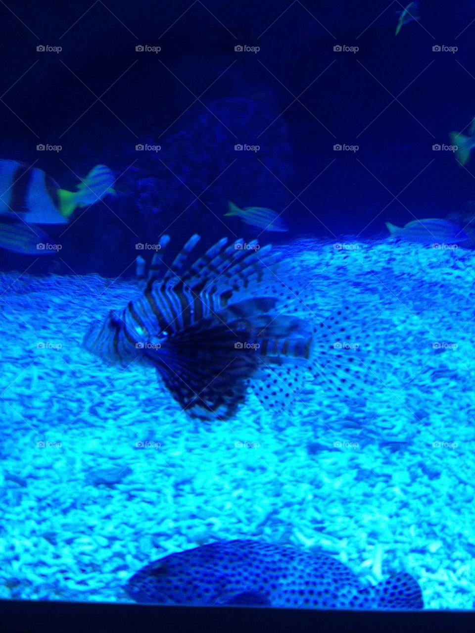 Lionfish