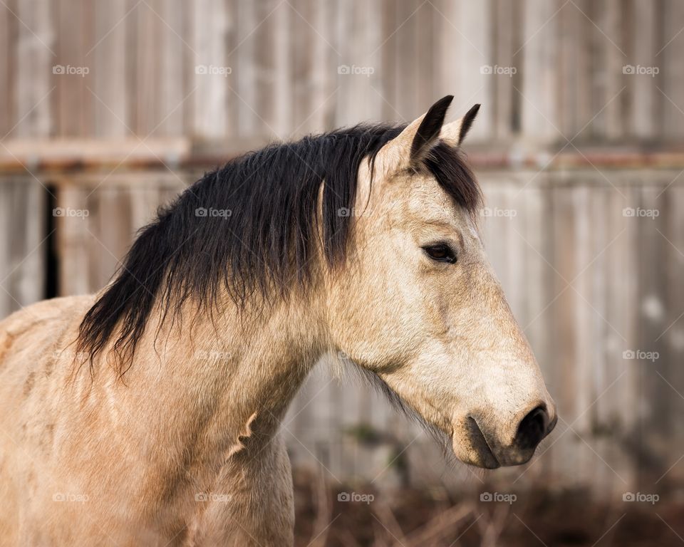 Horse at farm