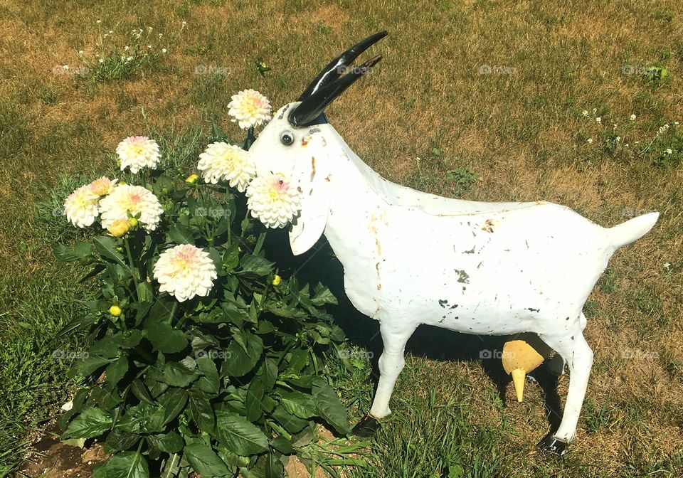 Goat statue smelling the flowers