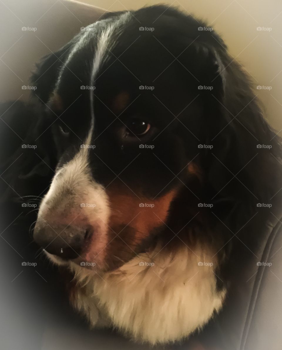 Bernese Mountain dog is bored being inside injured