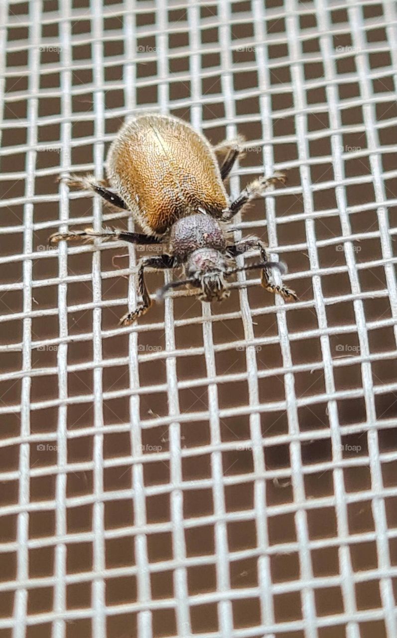 Insect: Beetle Lagria villosa. Known by the popular names Beetle-preto or Bicho-capixaba. Pest in various crops such as soybeans, corn, lettuce and strawberry.