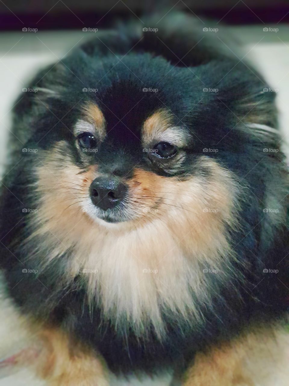 pomeranian
