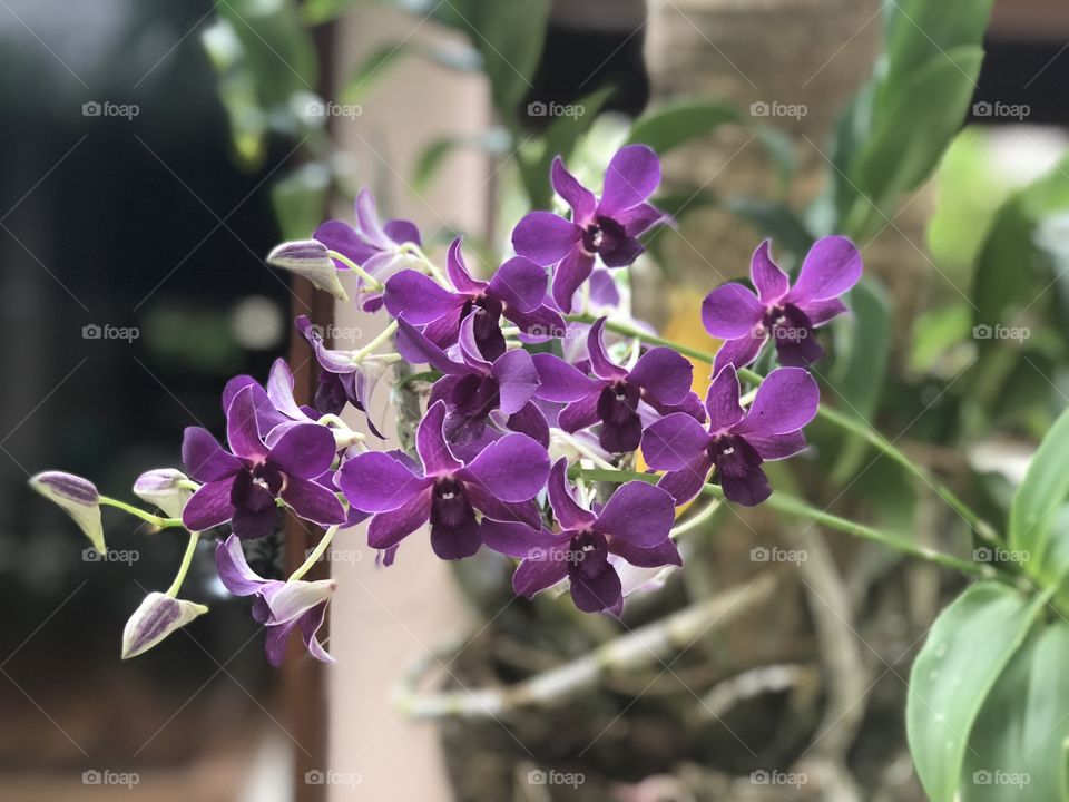 Close up of purple orchids, raised in natural baskets on the trunks of coconut trees on an island in the Maldives.