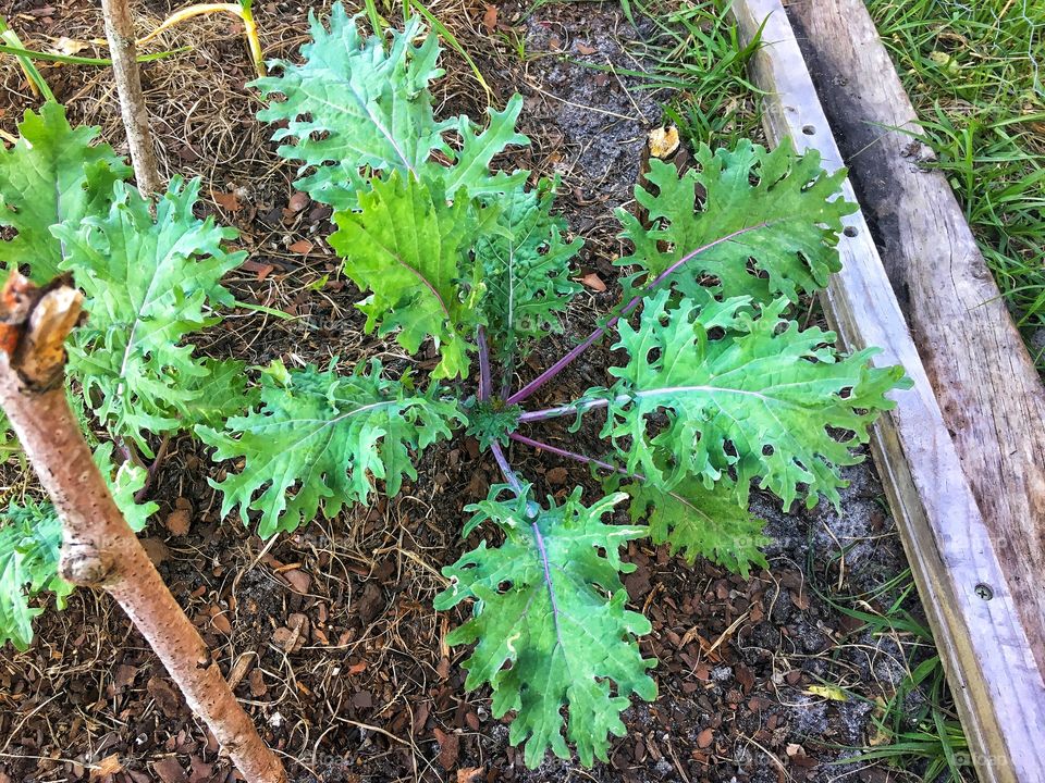 Winter garden goodies straight from the back yard. 