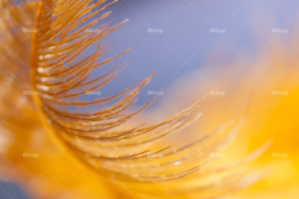 Macro of animal feather