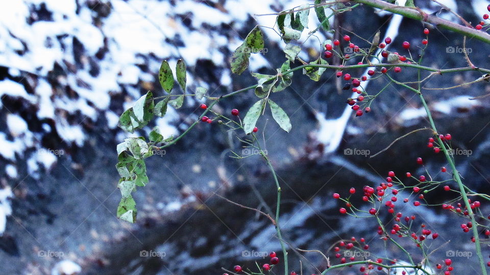 red berry Bush and small stream