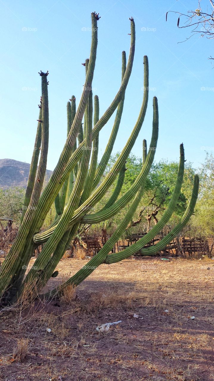 Cactus. 🌵