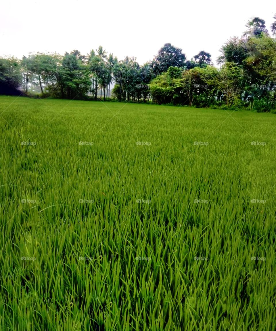 In this photo you can see a lot of rice cultivation land and trees 