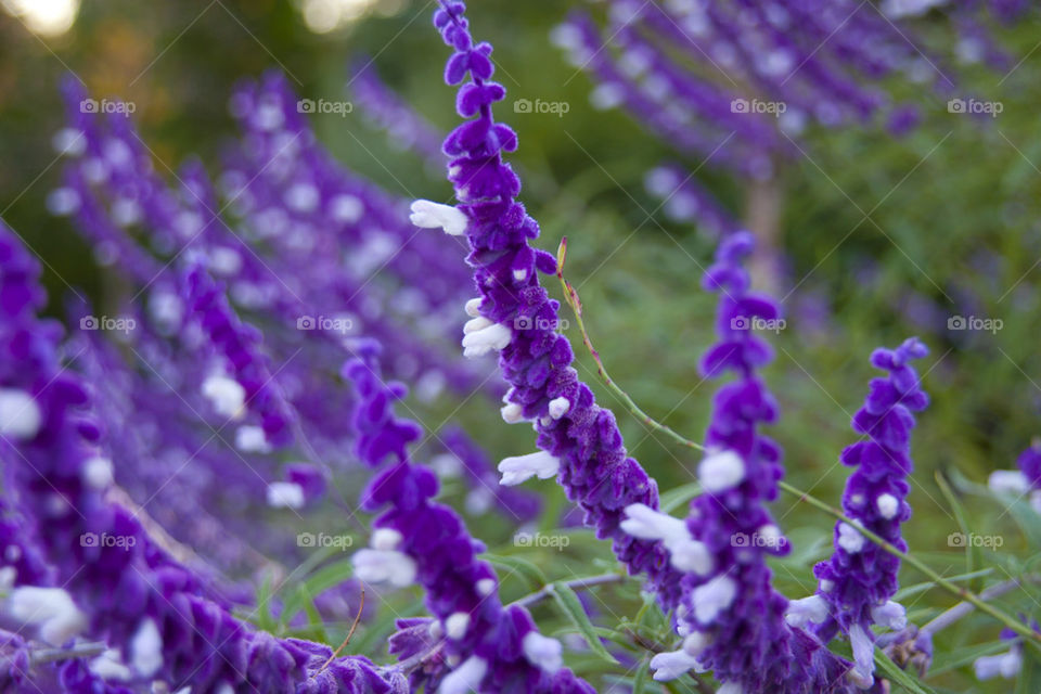 Close-up of purple flower