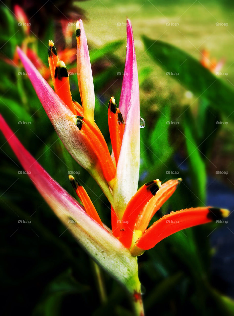 green flora flower orange by stevehardley7