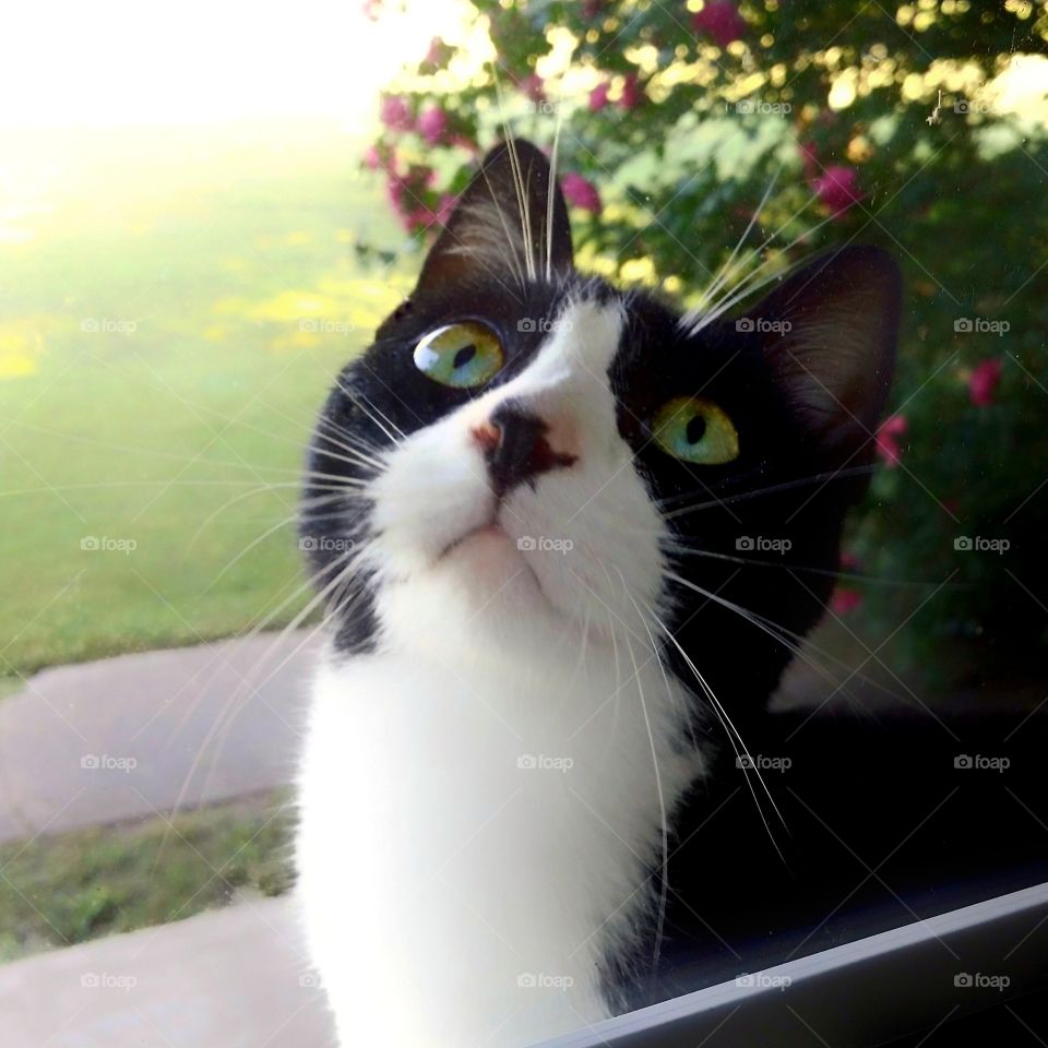 Black and White Cat Looking in the Window from Outside