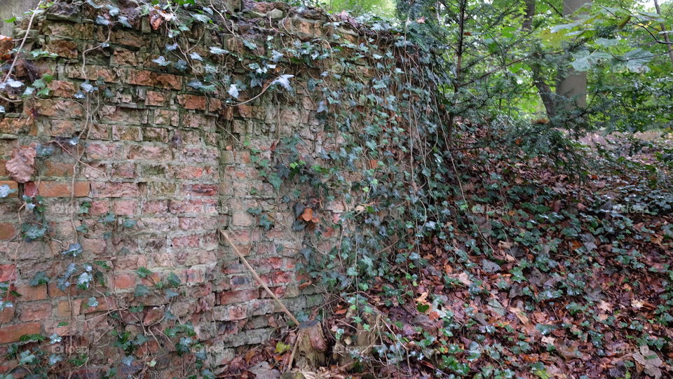 Old wall in park