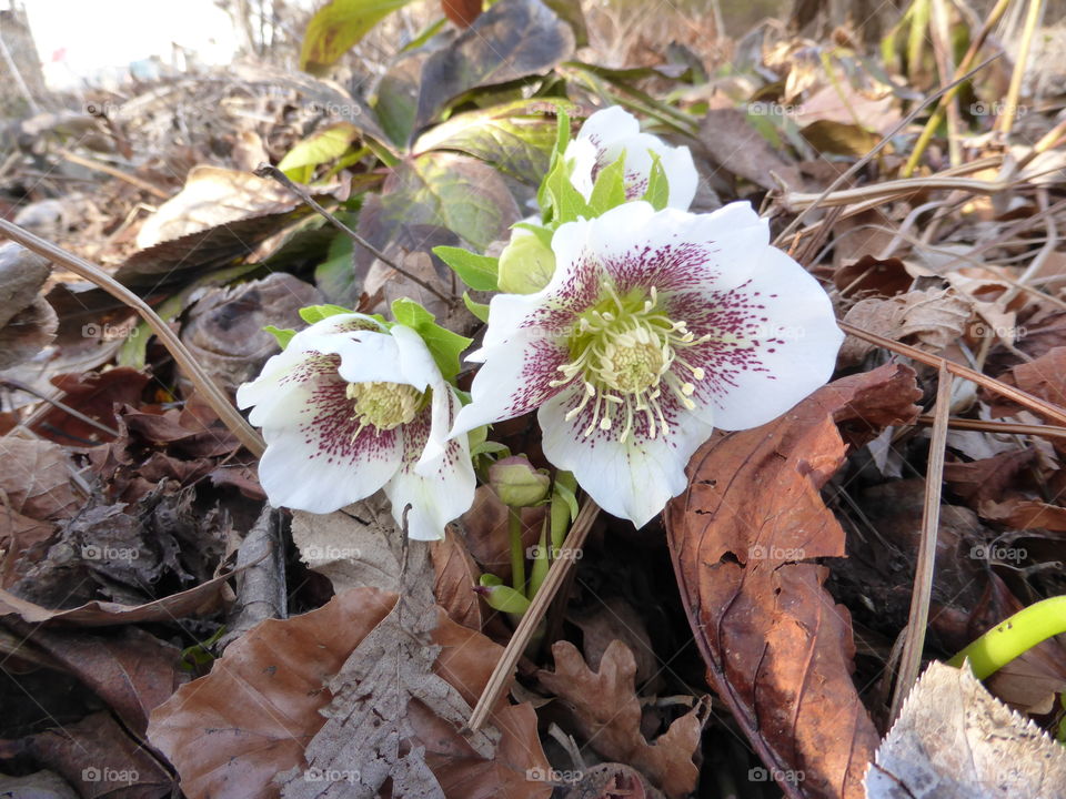 White flower on dry leaves