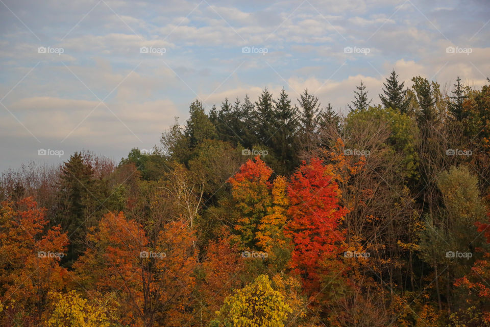 Ontario autumn views