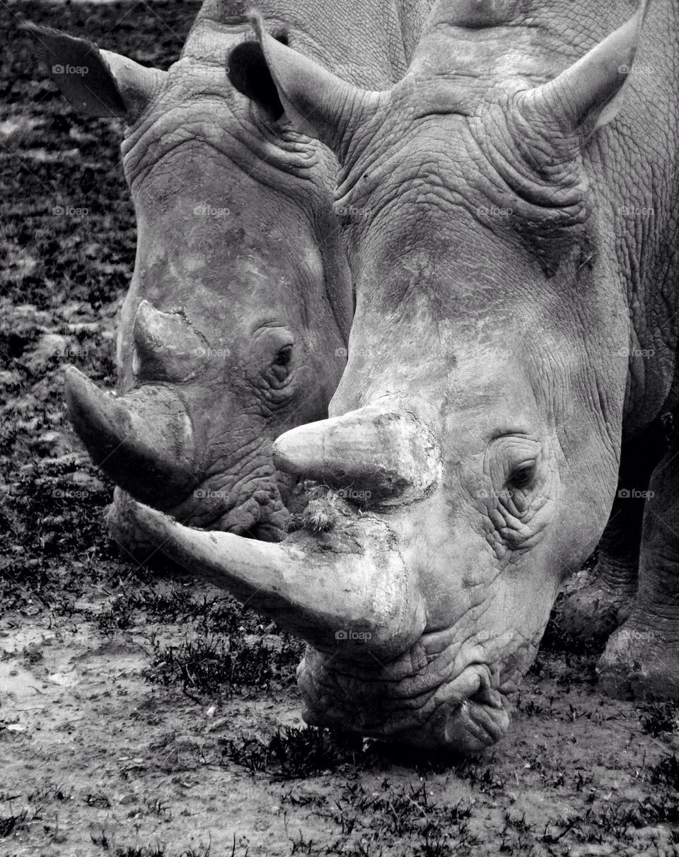 Portrait of two rhinos
